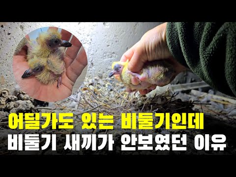 비둘기 새끼가 안보였던 이유는 여기 있습니다