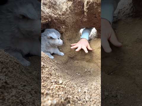 अंकल ने गुफा के अंदर से डॉगी को बाहर निकाल दिया 😲 🐕 #shorts #dog #shortsviral #shortsfeed