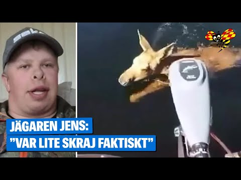 Älgkalven dyker upp – precis intill båten