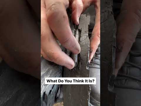 What have we found? #fossil  #rock  #viral  #geology #shorts