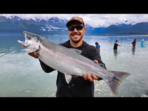 Snagging Coho Salmon with Sea Lions & Bears