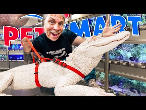 ¡Llevando mi lagarto albino de regreso a Petsmart!