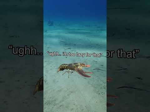 lobsters are actually IMMORTAL??