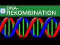 dna-rekombination/