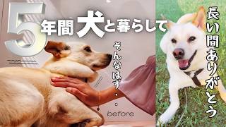 「今までありがとう。」犬と暮らした5年間の記録