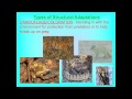 Animal Adaptations and Mimicry Concepts