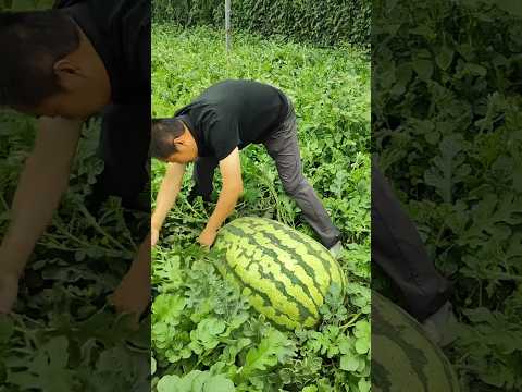किसान के खेत में निकला विशाल तरबूज