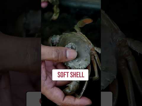 Box में क्यों होती है Crab Farming? 📦🦀 #indianfarmer #short