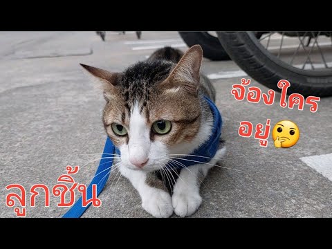 ลูกชิ้นเจอใคร....ทำไมคุยเก่งและร้องเสียงดังมาก🤔แมวเคยจรแมวแส แมวชื่อลูกชิ้น ลูกชิ้นเจอใคร....ทำไมคุยเก่งและร้องเสียงดังมาก🤔แมวเคยจรแมวแส