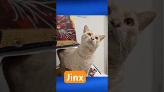 Jinx! This may just be your fur-ever friend 🐱