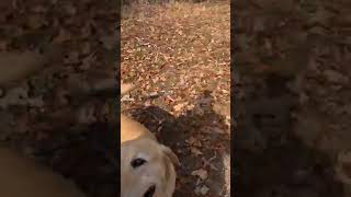 Over the Thanksgiving Hill! Hike - #24 #hikelife #loseweight #over50health #howtoloseweight