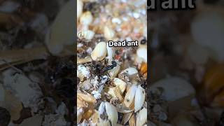 What are my ants hiding?