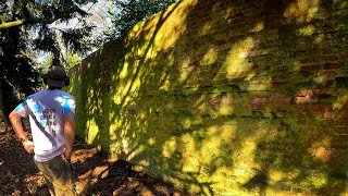 I Cleaned The GREENEST Wall I Have EVER Seen!