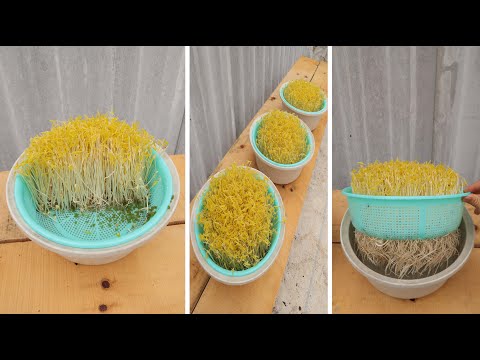 Just Basket and Bowl - No Watering Needed - The Easiest Bean Sprouts Method I've Ever Known