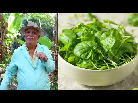 AROEIRA LIMPA O CORPO POR FORA, AGRIÃO LIMPA POR DENTRO! CATARRO, COCEIRA E ENERGIAS NEGATIVAS SOMEM
