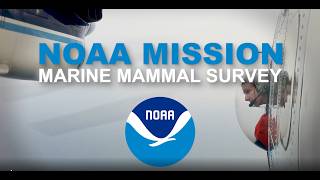 Sea to Sky: How NOAA Tracks Marine Mammals