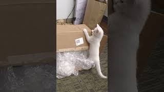 Office Kittens Alone on Go Pro Camera #kittens#shorts