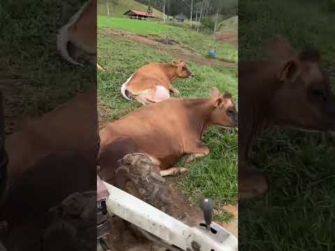 The cow blocked the tractor and refused to move