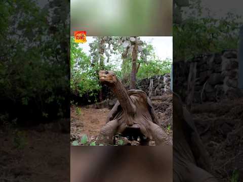 The Loneliest Turtle In The World