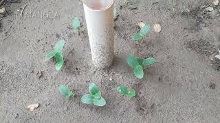 Water drip irrigation system for planting.