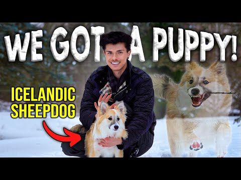 WE GOT A RARE PUPPY! Meet Our Icelandic Sheepdog!