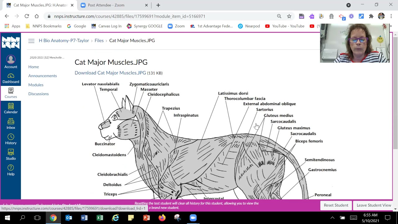 Cat Dissection Virtual Lab: Exploring the Fascinating World of Feline Anatomy