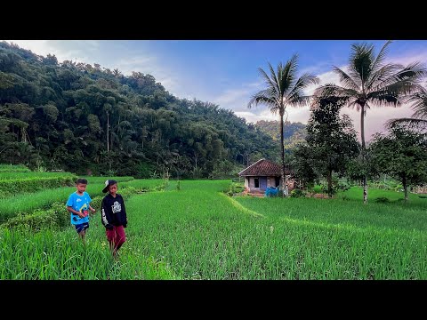 Kampung Indah Pagelaran Asri Di Jawa Barat, Cianjur Selatan. Pemandangan Alam Dari Langitnya Amazing