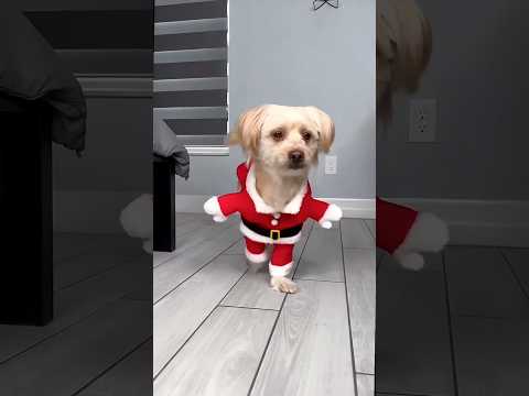 ডগিকে সান্টা ক্লজ এর মত  সাজিয়ে দিলাম।। #dog #foryou