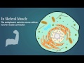 Endoplasmic Reticulum Functions and Structure