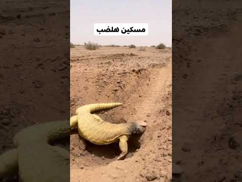 الضب المسكين |"حافظ على البيئة الصحراوية فهي مسؤولية الجميع" #العراق #اليمن #الضب