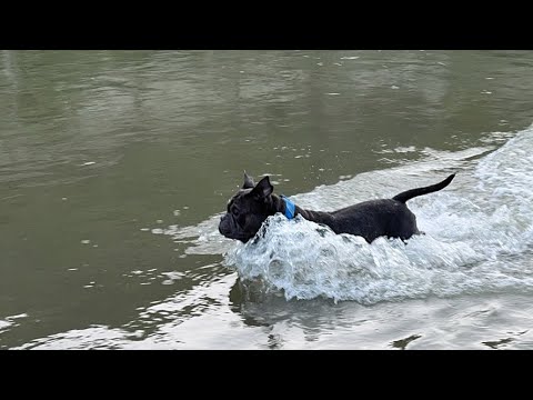 Canada Day Live Stream #dogs