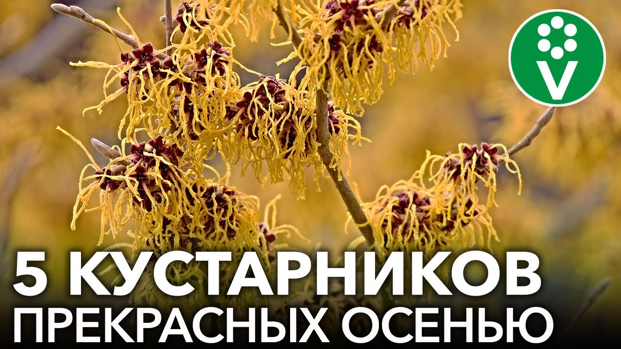 5 кустарников, от которых глаз не оторвать осенью!