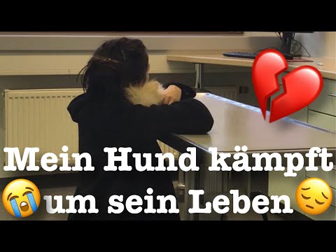 Mein Welpe musste um sein Leben kämpfen I Paola Maria