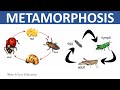 Metamorphosis in Insects