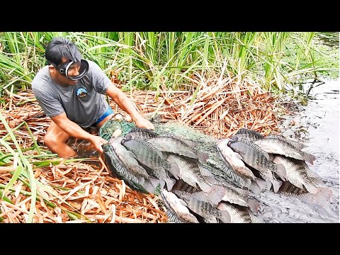 Pescadores expertos pescan tilapias gigantes