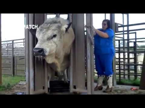 Cows Farming And Looking After And Transporting To Another Area