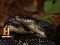 Handling Snakes in Horse Logging