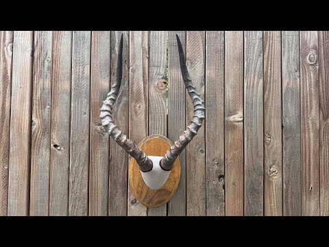 THE EASY WAY TO MOUNT HORNS