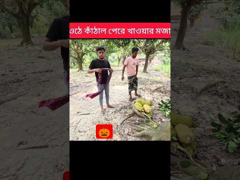 গ্রামে গাছে ওঠে কাঁঠাল খাওয়ার মজাই আলাদা #shortsfeed #shortvideo