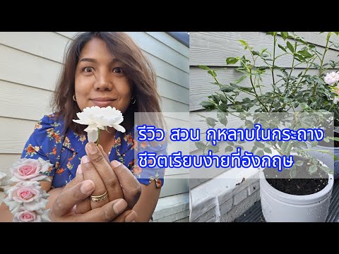 รีวิว สวนในกระถาง กุหลาบอังกฤษ ชีวิตเรียบง่ายในลอนดอน