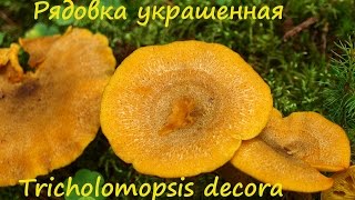 видео