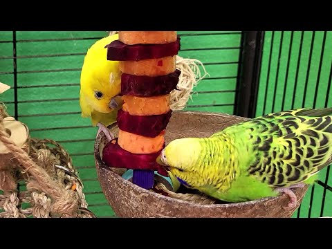 7 hours of relaxing budgie sounds