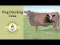 Cattle Care and Management Concepts