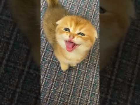 как тигр делает?😼