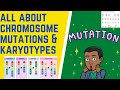 Analyzing Chromosome Mutations and Karyotypes