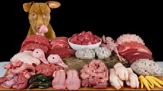 Best Dog ASMR Mukbang Compilation | Satisfying Sounds