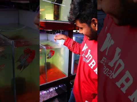 அட இது தெரியாம போச்சே 🫢 #flowerhorn #cloningaqua #fishaquarium #fish #exoticfishes