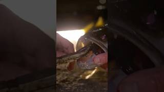 ТЕОРИЯ ЦВЕТА. СЕКРЕТЫ ХОЛОДНОЙ ВОДЫ