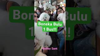 Gileee Boneka Bulu 1 Bus - Bichon Frise