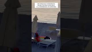 📌 Quando trovi il modo di rinfrescarti 😅🐗 Sardegna ( 🎥 Peppeapu01 )